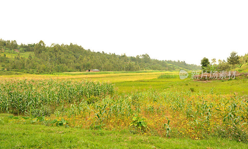 靠近Butare (Huye)的卢旺达农村